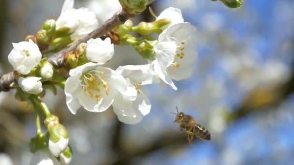 Biene fliegt über Kirschbaumblüten — Stockvideo