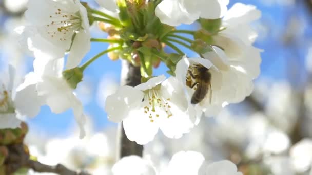 Albinele zboară deasupra florilor de cireșe — Videoclip de stoc