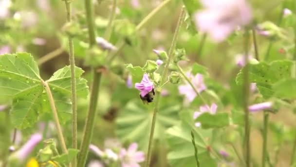Čmelák hmyz na růžový květ — Stock video