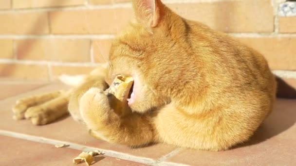 Slow motion cat playing with dry pumpkin — ストック動画