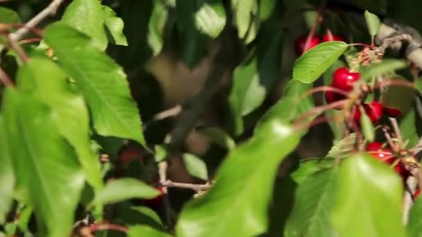 Cerezas maduras en un árbol — Vídeo de stock