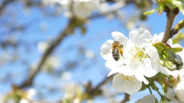 Biene fliegt über Kirschbaumblüten — Stockvideo