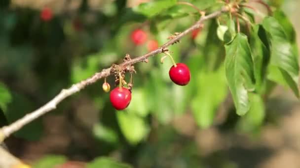 Ripe cherries on a tree — Stock Video