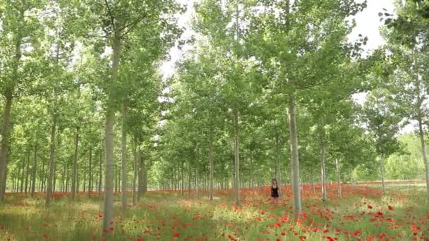 性感的年轻女子走 跟踪拍摄美丽的领域充满了红色的花朵和绿树 罂粟田 春天的背景 自然景观 夏季的感觉 新鲜的新作物 — 图库视频影像