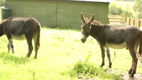 Dos burros en la hierba en la granja — Vídeo de stock