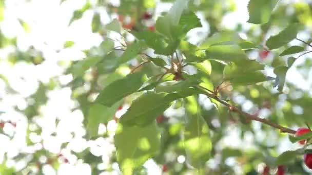 나무 위에 열매맺는 열매 — 비디오