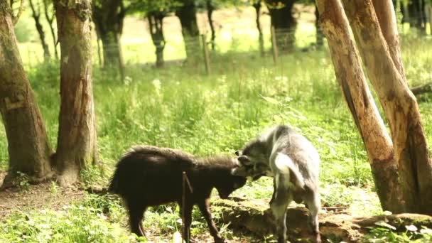 bébé chèvres jouant à la ferme 