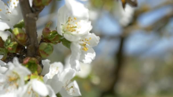 Bijen vliegen over de bloemen van de kersenboom — Stockvideo