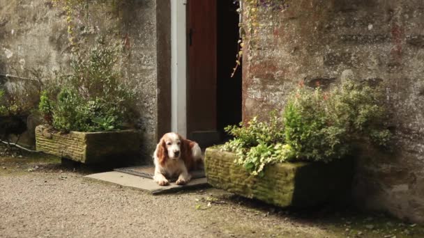 Spaniel cão na porta de casa — Vídeo de Stock