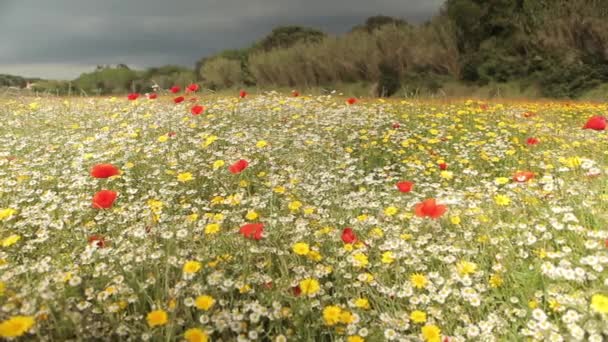 Барвисті польових квітів поля — стокове відео