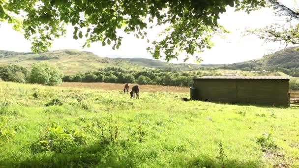 Twee ezels op gras op boerderij — Stockvideo