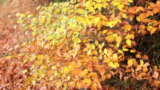 Hermoso árbol de otoño — Vídeo de stock