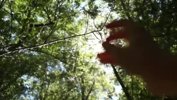 Rayos de sol a través de los dedos — Vídeo de stock