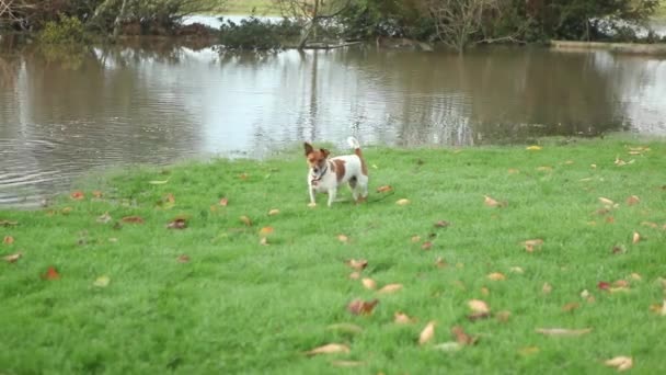 Pies gra w zalanych ogród — Wideo stockowe