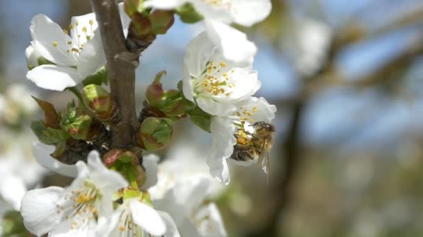Pszczoła latające nad kwiaty wiśniowe drzewo — Wideo stockowe