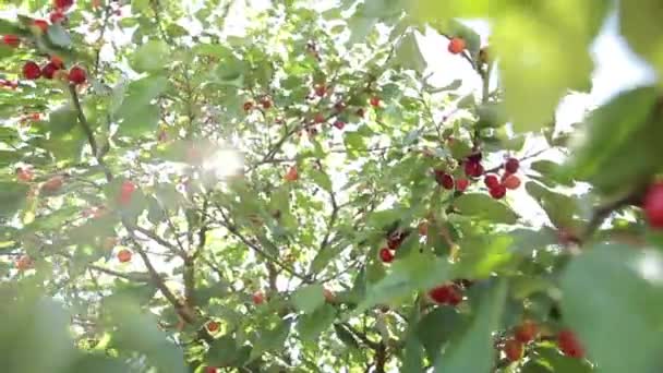 Cerejas maduras em uma árvore — Vídeo de Stock