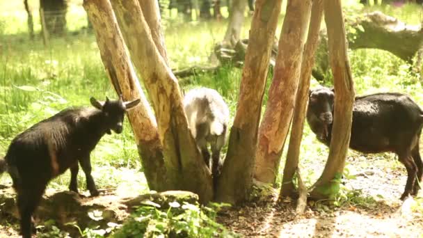 Baby getter på ekologisk gård — Stockvideo