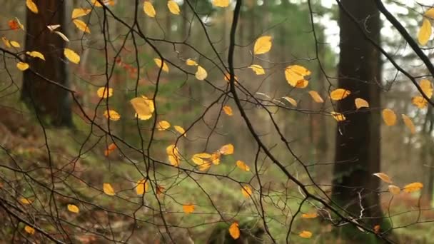 Красивое осеннее дерево — стоковое видео