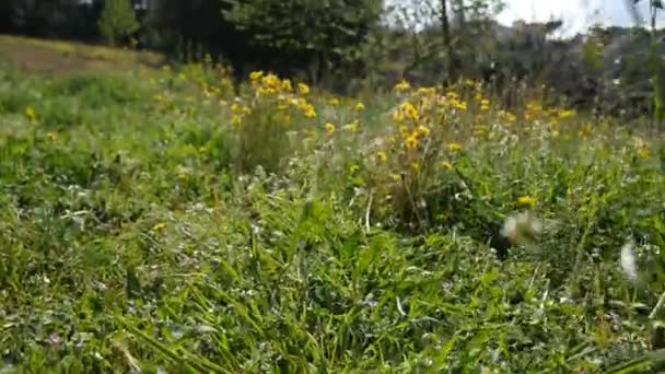 Wilde bloemen op groene weide — Stockvideo