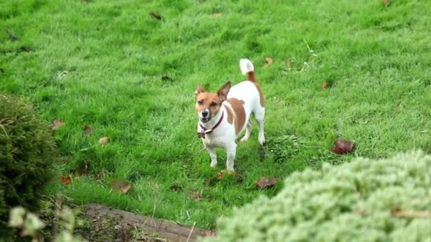 Anjing bermain di luar ruangan. — Stok Video