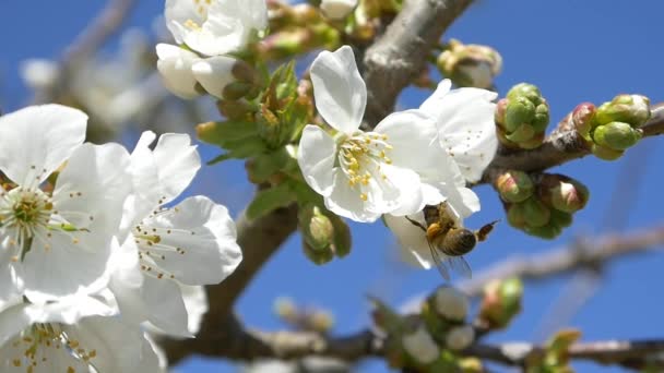 Abeja volando sobre flores de cerezo — Vídeo de stock