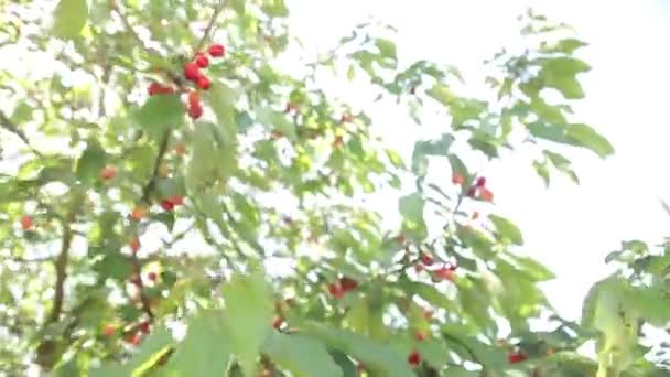 Rijpe kersen op een boom — Stockvideo
