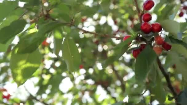 Zralé třešně na stromě — Stock video