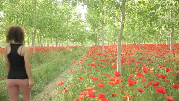 Vrouw wandelen in veld papavers — Stockvideo