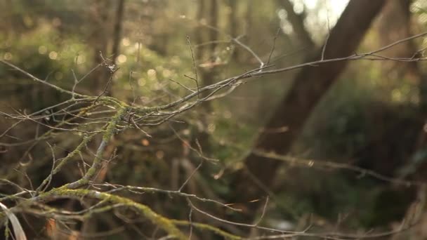 Slider forêt de printemps 