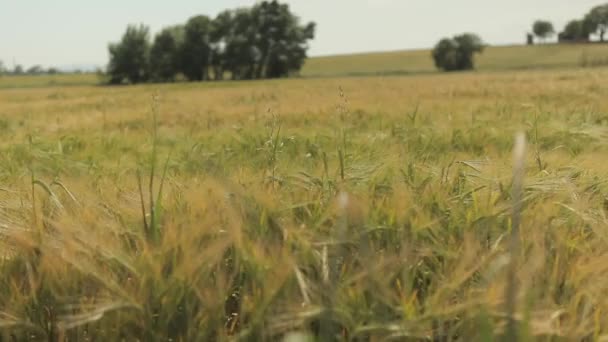 Krajobraz dojrzałego pola pszenicy — Wideo stockowe