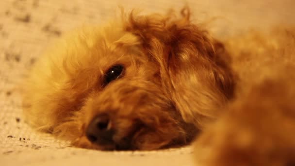 Cachorro poodle deitado na cama — Vídeo de Stock