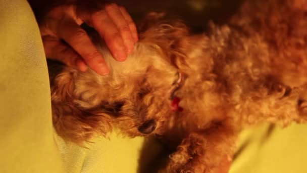 Hand cuddling poodle puppy — Stock Video