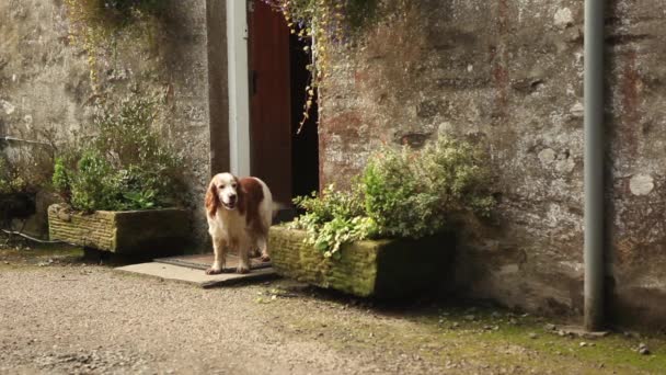 Perro spaniel en la puerta de casa — Vídeo de stock