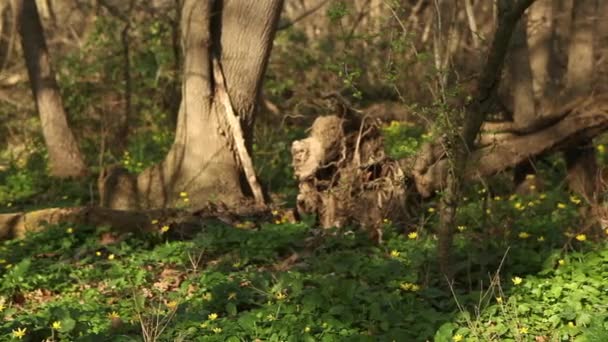 Ліс і квіти повзунок — стокове відео