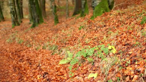 Hermosa naturaleza del bosque otoño — Vídeo de stock