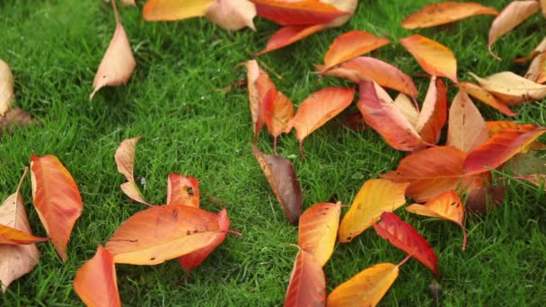 Осіннє листя на траві — стокове відео