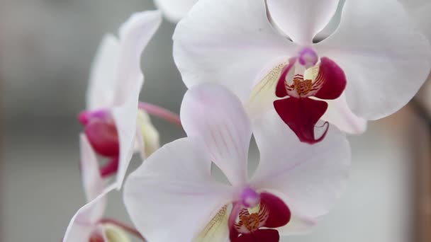 Orquídeas rosas e brancas bonitas — Vídeo de Stock