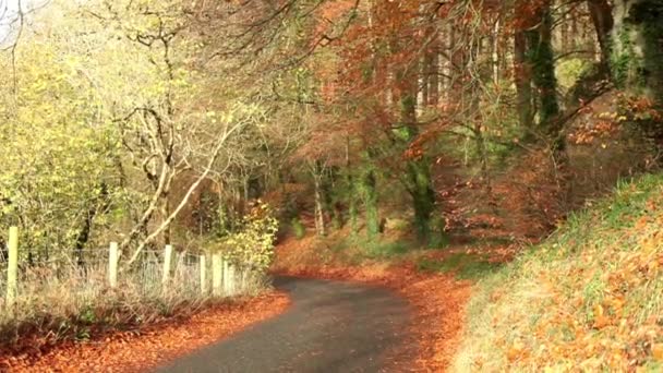 Camino rural de otoño — Vídeos de Stock