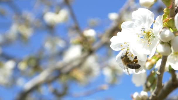 Bee flying over cherry tree flowers — Stock Video