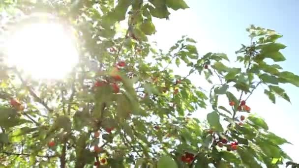 Reife Kirschen auf einem Baum — Stockvideo
