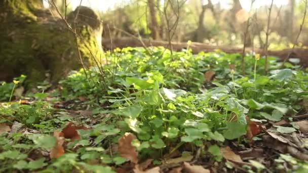 Plan de suivi de la nature  