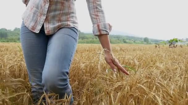 Buğday tarlasında güzel bir kız — Stok video