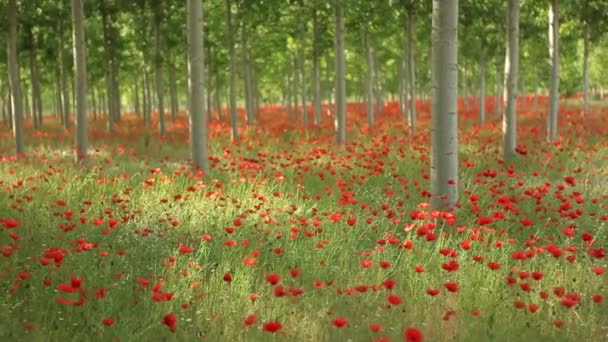 Campo de amapolas rojas — Vídeo de stock