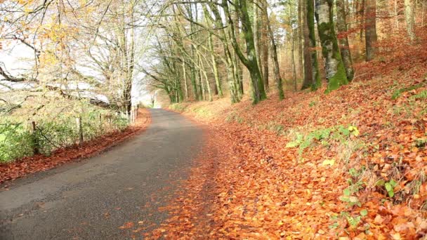 Camino rural de otoño — Vídeos de Stock