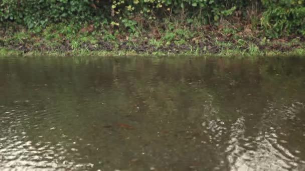 Затопленная асфальтовая дорога — стоковое видео