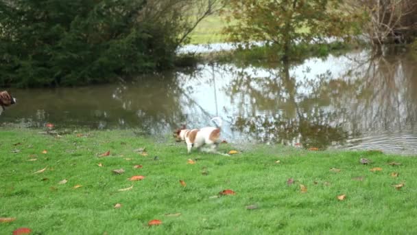 Cute dogs play in flooded garden — Stock Video