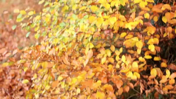 Krásný podzimní strom — Stock video
