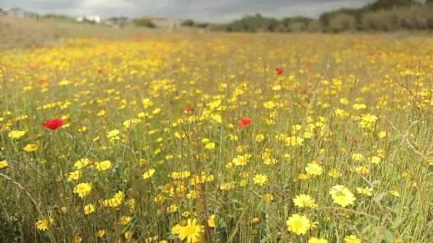 Färgglada blommor fält — Stockvideo