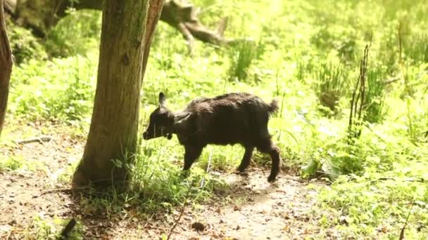Маленькая коза, пасущая траву — стоковое видео