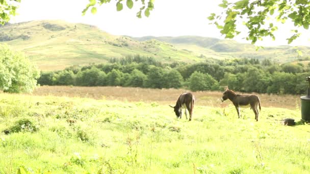 Twee ezels op gras op boerderij — Stockvideo